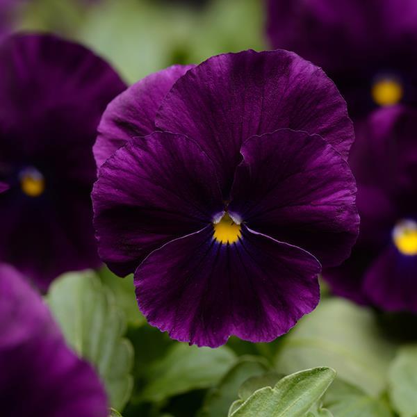 Cool Wave Purple