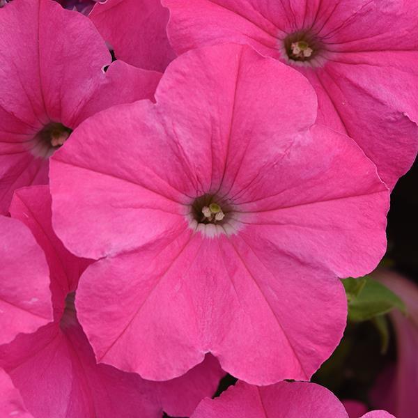 E3 Easy Wave Pink