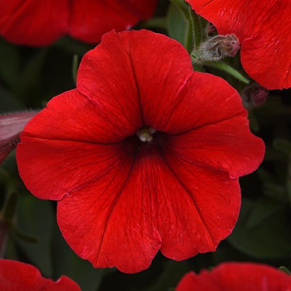 E3 Easy Wave Red