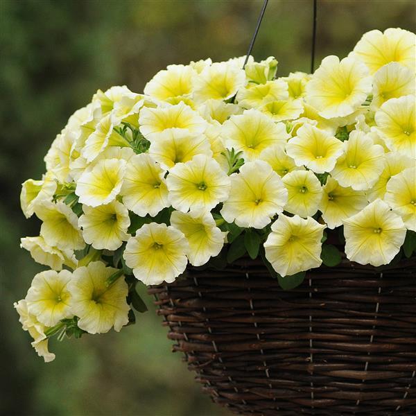 E3 Easy Wave® Yellow Container 2
