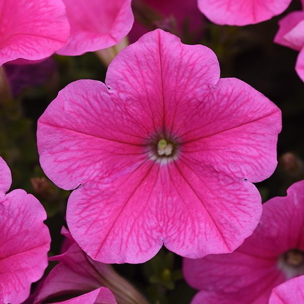 E3 Easy Wave Pink Cosmo