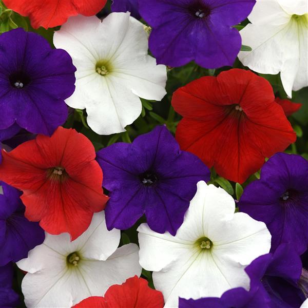E3 Easy Wave Red White and Blue Mixture