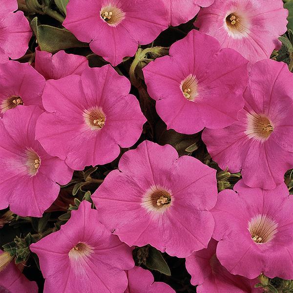 Easy Wave Pink