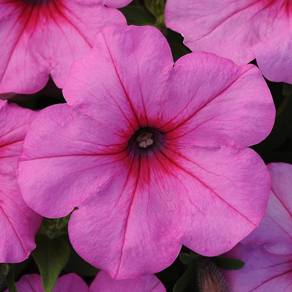 Easy Wave Pink Passion