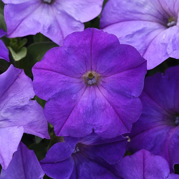 Easy Wave Lavender Sky Blue
