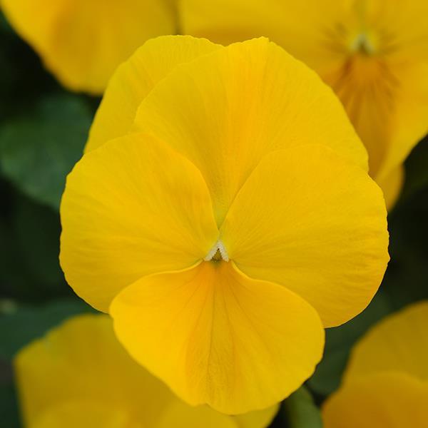 Cool Wave Golden Yellow