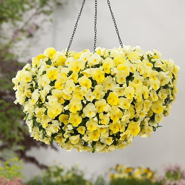 Cool Wave® Lemon Container 1