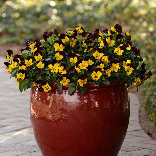 Cool Wave® Red Wing Container 1