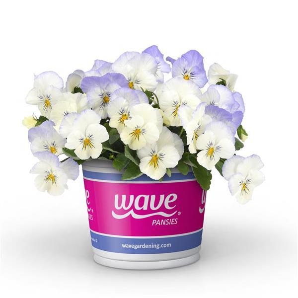Cool Wave® Frost Pot