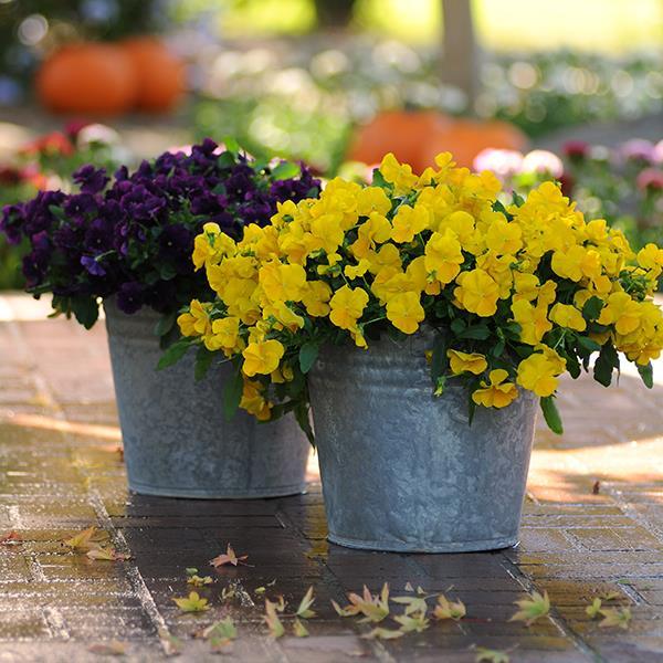 Cool Wave® Golden Yellow Container 2