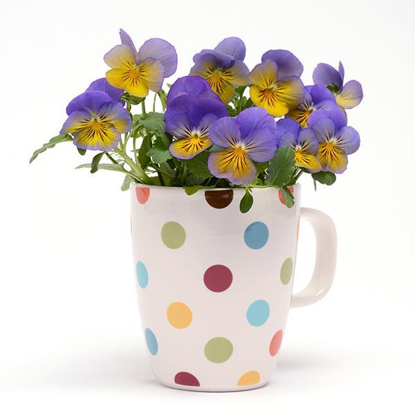 Cool Wave® Morpho Project