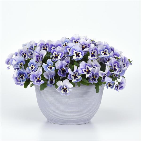 Top Wave™ Marina Container 1