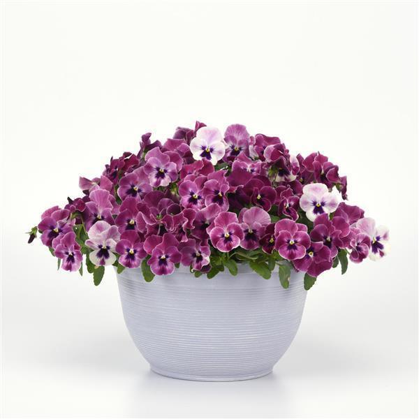 Top Wave™ Pink Shades Container 1