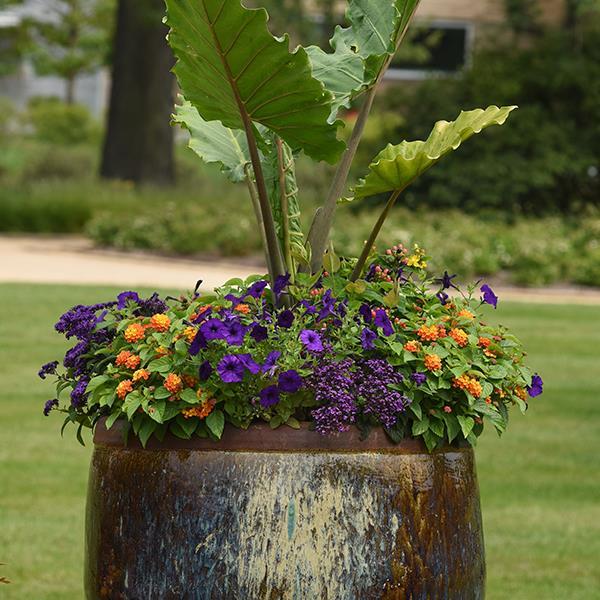 E3 Easy Wave® Blue Project