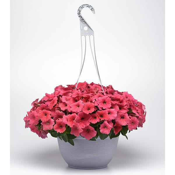 E3 Easy Wave® Coral Container 2