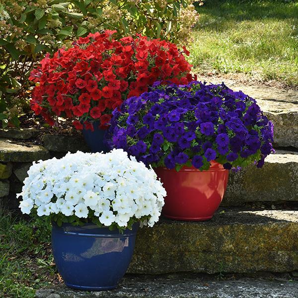 E3 Easy Wave® Red Container 2