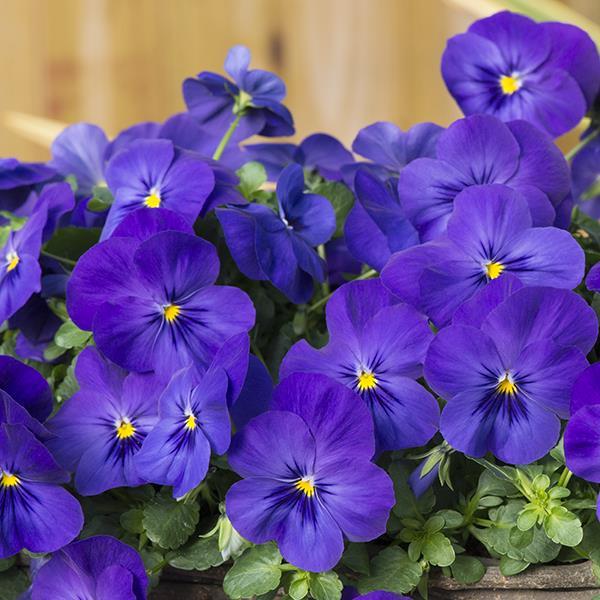 Cool Wave® Blue Landscape