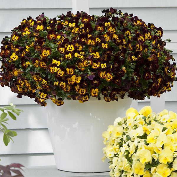 Cool Wave® Fire Container 1