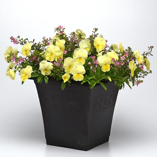 Cool Wave® Lemon Project