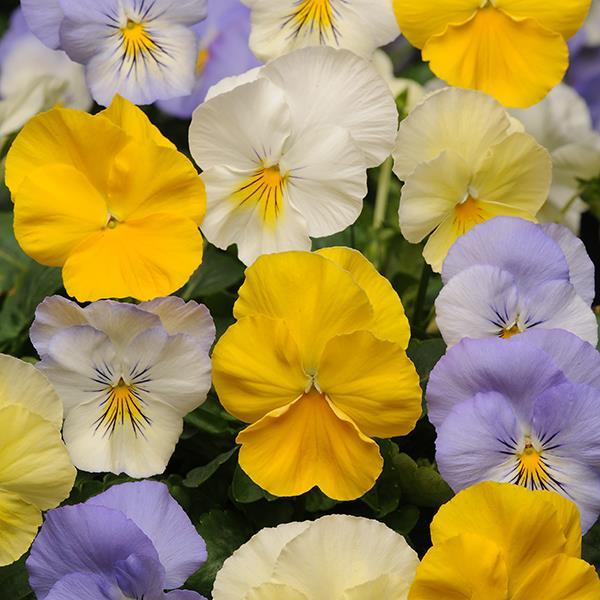 Cool Wave Pastel Mixture