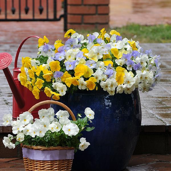 Cool Wave® Pastel Mixture Container 2