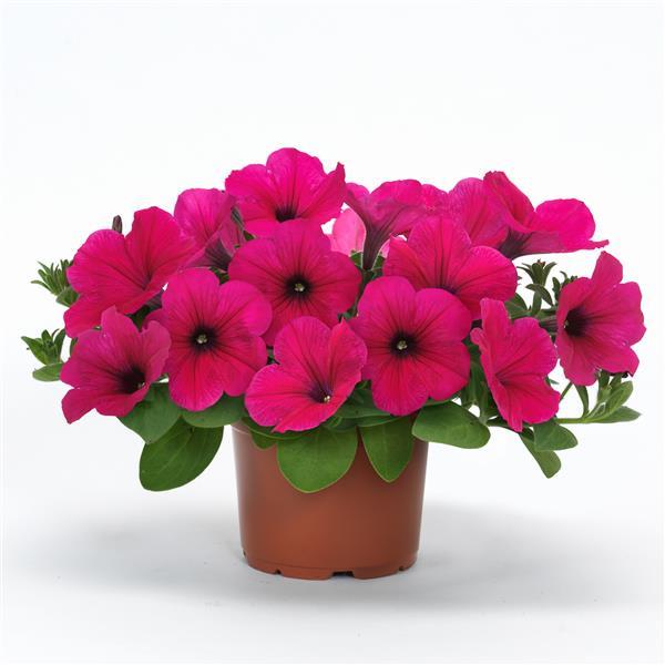 Easy Wave® Rose Pot