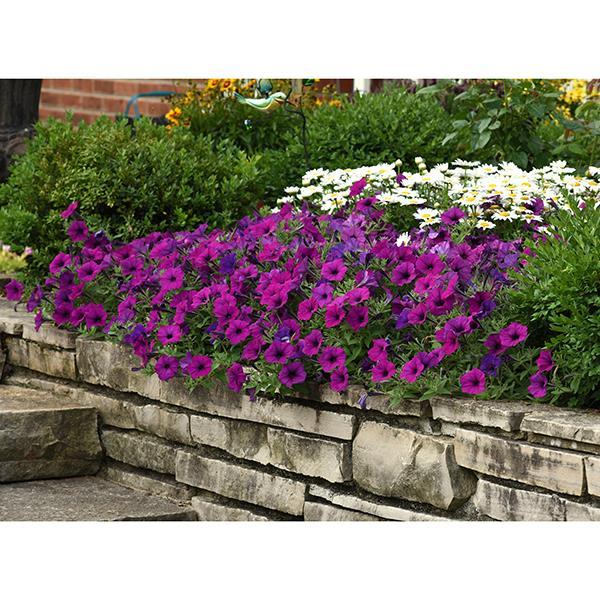 Easy Wave® Violet Landscape