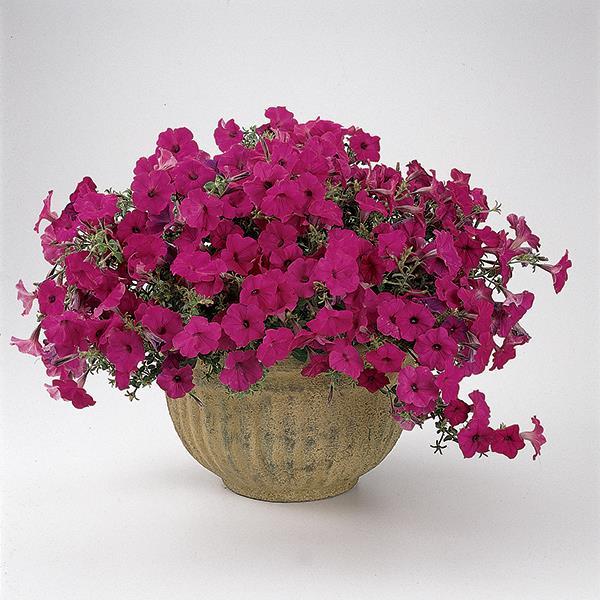 Tidal Wave® Purple Container 1