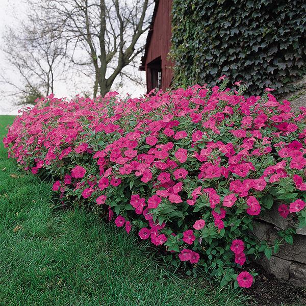 Tidal Wave® Hot Pink Container 2