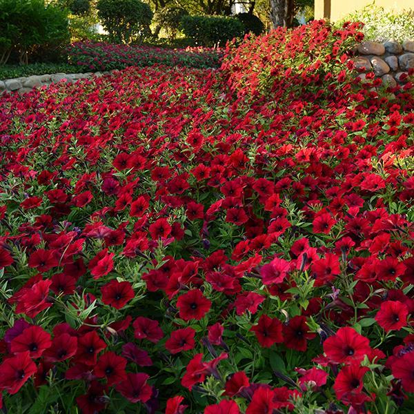 Tidal Wave® Red Velour Landscape