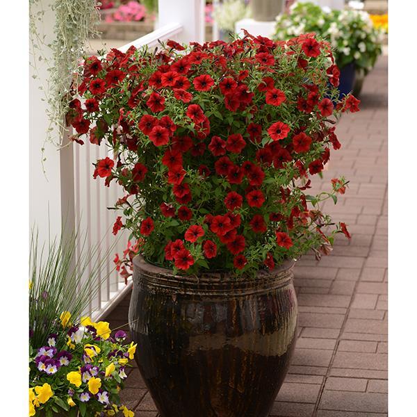 Tidal Wave® Red Velour Project