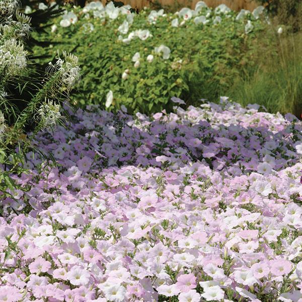 Wave® Misty Lilac Landscape