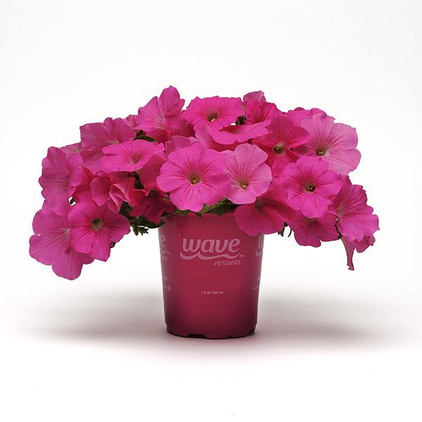 Wave® Pink Pot