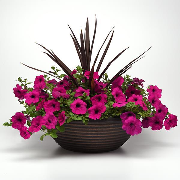 Wave® Purple Project