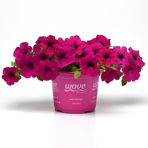 Wave® Purple Classic Pot