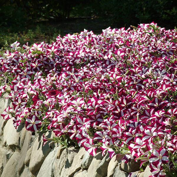 Easy Wave® Burgundy Star Landscape