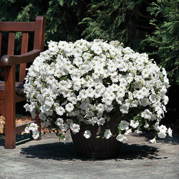 Easy Wave® White Container 2