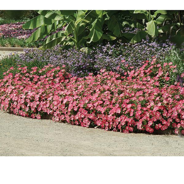 Easy Wave® Rosy Dawn Landscape