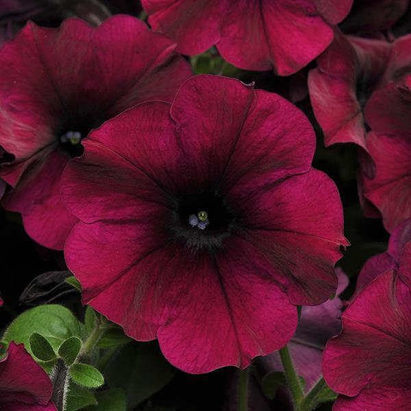 Easy Wave® Burgundy Velour Bloom