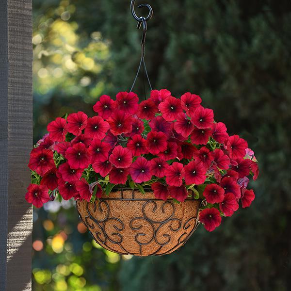 Easy Wave® Red Velour Container 2