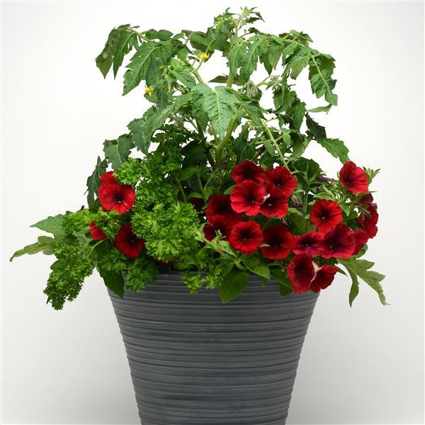 Easy Wave® Red Velour Project