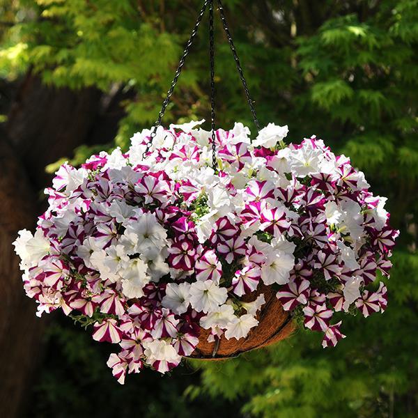 Easy Wave® Starfish Mixture Container 1