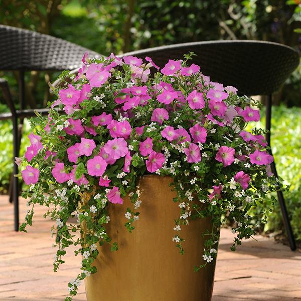 Shock Wave® Pink Shades Project