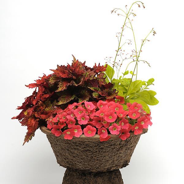 Shock Wave® Coral Crush Project