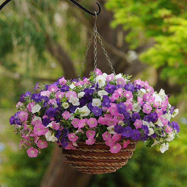 Shock Wave® Spark Mixture Container 1