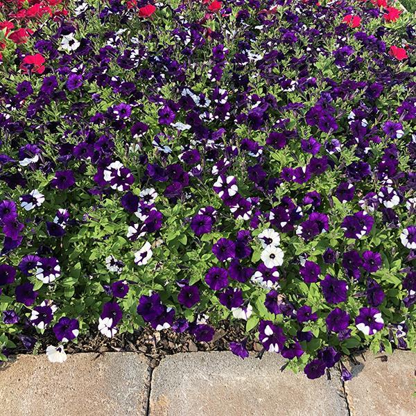 Shock Wave® Purple Tie Dye Landscape