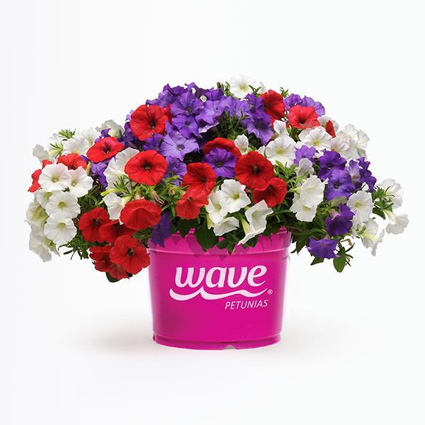 Shock Wave® Volt Mixture Improved Pot