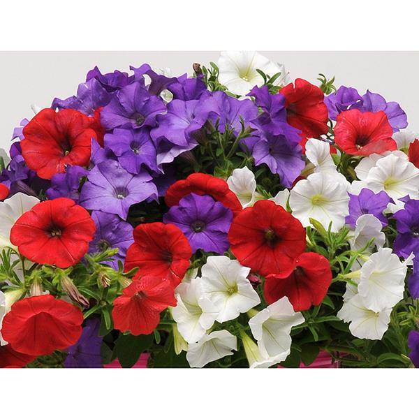 Shock Wave® Volt Mixture Improved Landscape