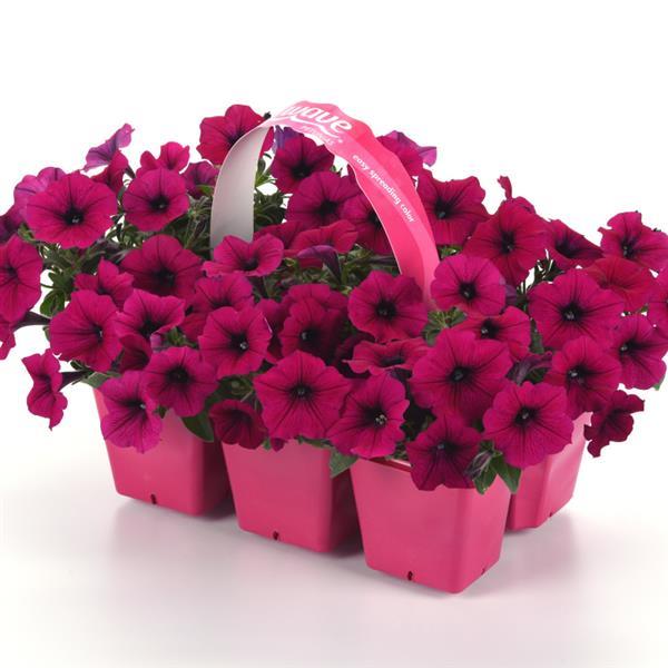 Shock Wave® Deep Purple Improved Pot