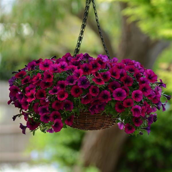 Shock Wave® Deep Purple Improved Container 1